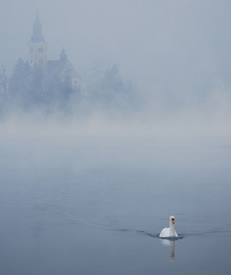 lakebird